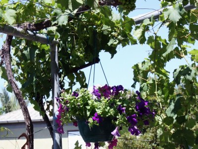 Holiday room (pet friendly) Barbat, Rab S-5070-c - Outdoor photo 6