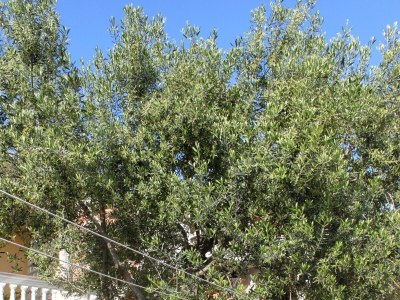 Apartment Two bedroom apartment with terrace Vodice A-6271-c - Outdoor photo 4
