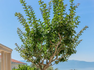 Apartment One bedroom apartment with terrace and sea view Podaca, Makarska A-6736-a - Outdoor photo 10