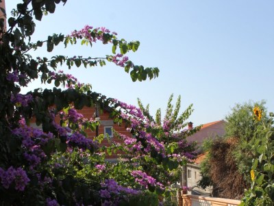 Apartment Apartments with parking space Sali, Dugi otok - 8153 - Apartments with parking space Sali, Dugi otok - 8153 - Outdoor photo 6