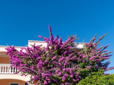 Apartment Two bedroom apartment with terrace Pašman A-8214-a - Outdoor photo 3
