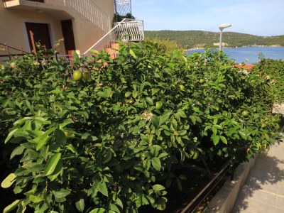 Apartment One bedroom apartment with balcony and sea view Vis A-8448-b - Outdoor photo 6