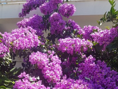 Apartment Studio flat near beach Slano, Dubrovnik AS-8599-b - Outdoor photo 12