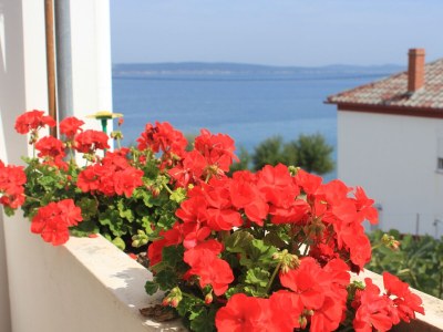 Apartment One bedroom apartment near beach Kali, Ugljan A-8503-b - Outdoor photo 10