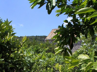 Apartment Two bedroom apartment near beach Zaton Mali, Dubrovnik A-8997-a - Outdoor photo 22
