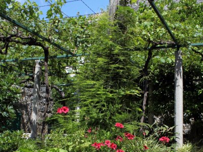 Holiday room near beach Zaton Mali, Dubrovnik S-8997-b - Outdoor photo 21