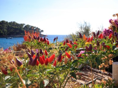 Apartment Two bedroom apartment near beach Prižba, Korčula A-175-d - Outdoor photo 16