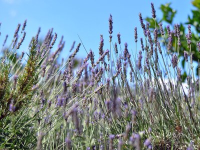 Apartment Two bedroom apartment with terrace and sea view Stupin Čeline, Rogoznica A-2096-b - Outdoor photo 14