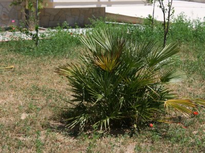 Apartment One bedroom apartment with terrace Novalja, Pag A-3294-d - Outdoor photo 8
