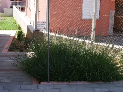 Apartment One bedroom apartment with terrace Novalja, Pag A-3294-d - Outdoor photo 9