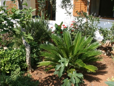 Apartment One bedroom apartment near beach Mandre, Pag A-6518-b - Outdoor photo 8