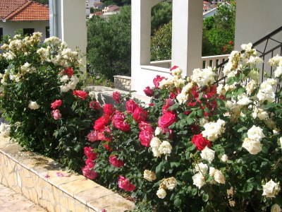Apartment One bedroom apartment with terrace Trogir A-8683-b - Outdoor photo 10