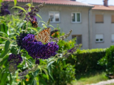 Apartment One bedroom apartment with terrace and sea view Rab A-14120-a - Outdoor photo 13