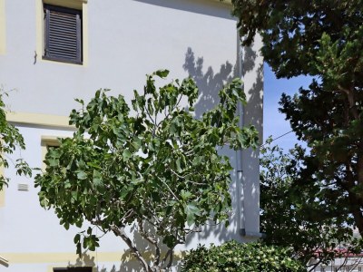 Apartment One bedroom apartment with balcony and sea view Pag A-18325-c - Outdoor photo 7