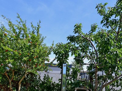 Apartment Two bedroom apartment with terrace and sea view Rab A-20222-b - Outdoor photo 9
