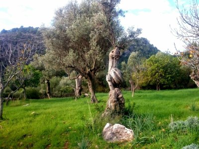 Holiday house Ca Na Carme (alaronera) - House In Alaró - Environment photo 27