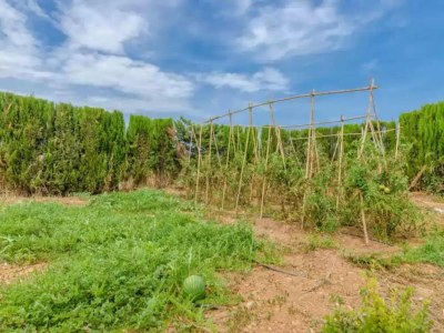 Villa Son Sabater (es Moli Nou) - Villa With Pool - Environment photo 31