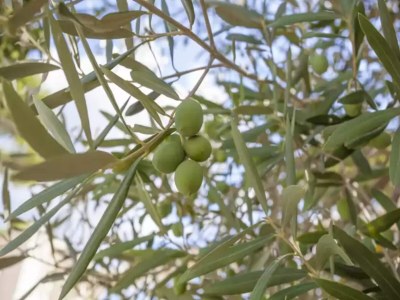 Holiday house Ombra De Pins - House In Son Serra De Marina - Outdoor photo 30