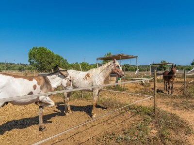 Holiday house Lo D'en Creus - Ferienhaus In Campos. Wifi Gratis - Outdoor photo 19