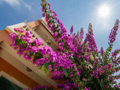 Apartment One bedroom apartment with terrace and sea view Barbat, Rab A-20080-c - Outdoor photo 3