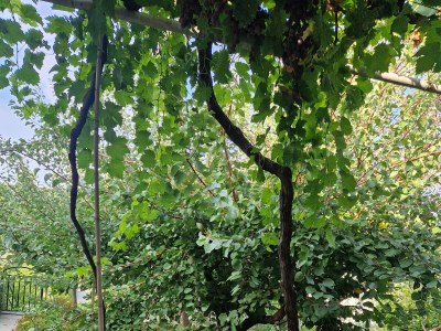 Apartment Two bedroom apartment with balcony Lopar, Rab A-24754-c - Outdoor photo 7