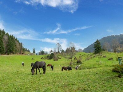 Apartment Dog-friendly holiday apartment in Bregenzerwald - Environment photo 22