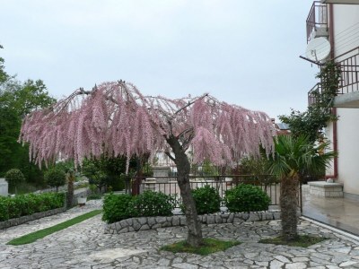Apartment One bedroom apartment with terrace Malinska, Krk A-19296-b - Outdoor photo 7