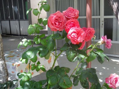 Holiday room with air-conditioning Zaostrog, Makarska S-2662-d - Outdoor photo 8