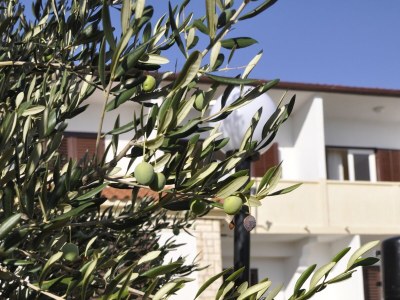 Apartment One bedroom apartment near beach Barbat, Rab A-14512-e - Outdoor photo 15