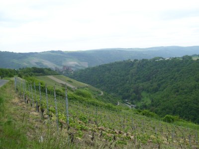 Holiday apartment Loreleytal - Environment photo 15