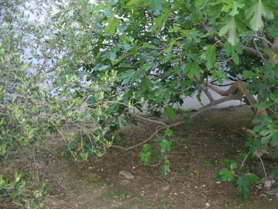 Apartment Studio flat near beach Igrane, Makarska AS-2679-c - Outdoor photo 6
