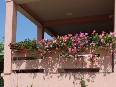 Apartment One bedroom apartment with balcony and sea view Novalja, Pag A-6341-d - Outdoor photo 9