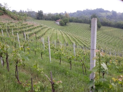 Apartment Guest House in Monferrato with Wine Tasting - Environment photo 22