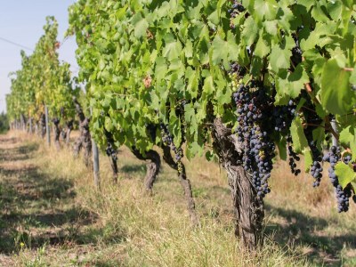 Apartment Guest House in Monferrato with Wine Tasting - Outdoor photo 34