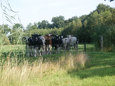 Holiday park Luxus-Lodge in Twente mit Wiesenblick - Environment photo 18