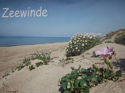 Holiday house 6-Person Holiday Home in Renesse - Outdoor photo 15