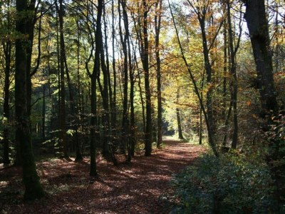 Holiday park Pet-Friendly Villa in Dordogne - Environment photo 24