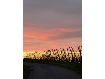 Holiday apartment “Winemaker’s Retreat” - Environment photo 10