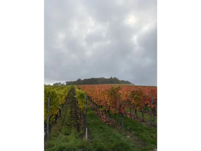 Holiday apartment “Winemaker’s Retreat” - Environment photo 11