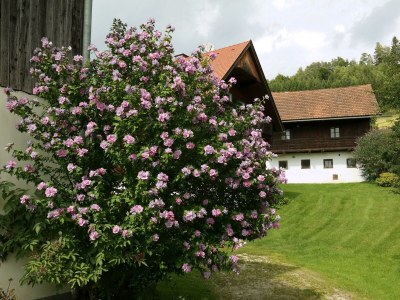 Apartment Revitalisiertes Bauernhaus: Appartement Forstwald - Outdoor photo 11