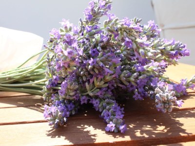 Holiday apartment Lavanda in Villa Faraldi - Holiday apartment