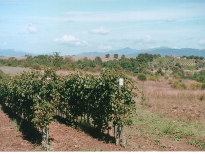 Holiday apartment La Cantinaccia, Green House - Environment photo 25
