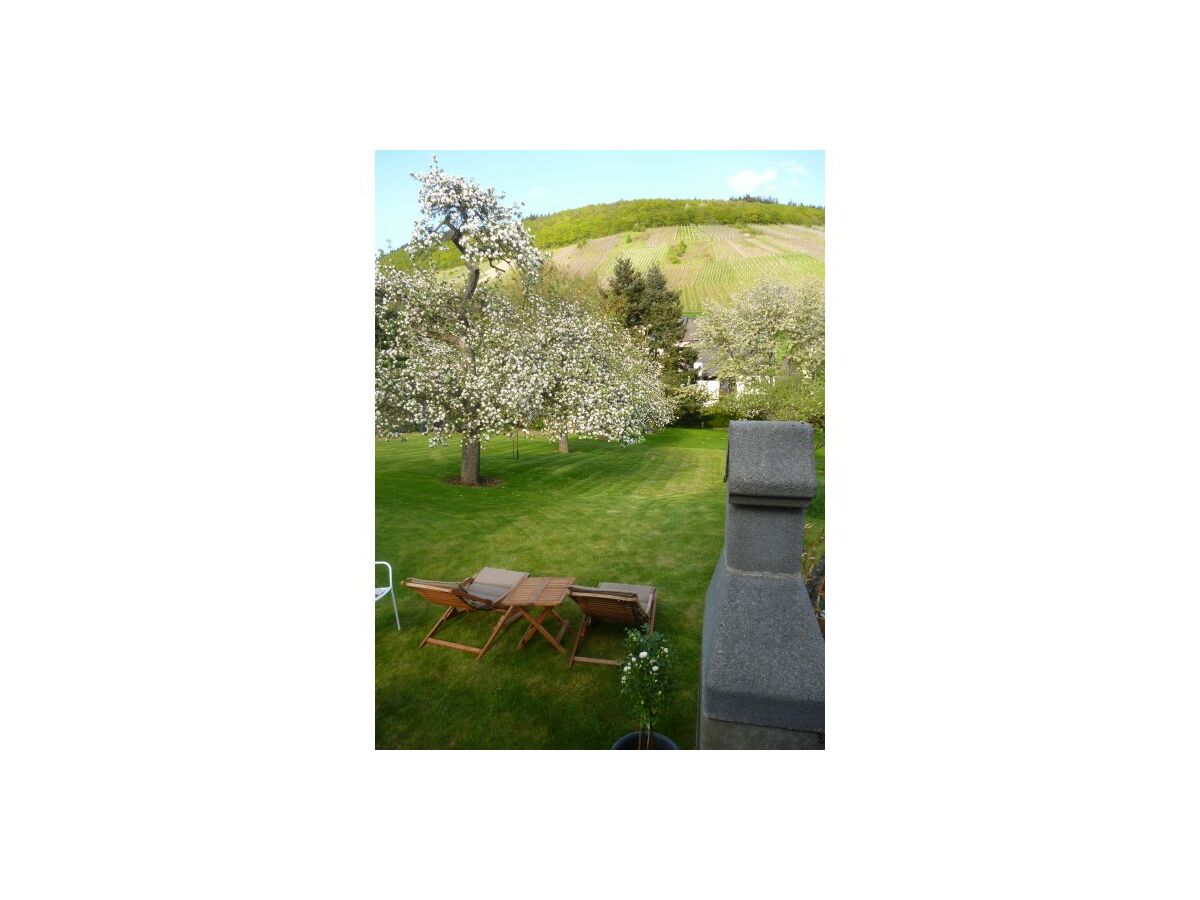 Holiday apartment Moselperle 1 Vineyard