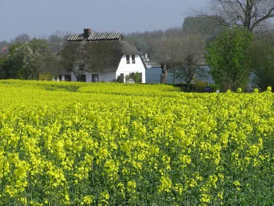 Holiday house Det gule Hus - Environment photo 18